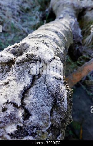 Hoarfrost on a piece of driftwood Stock Photo