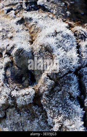 Hoarfrost on a piece of driftwood Stock Photo