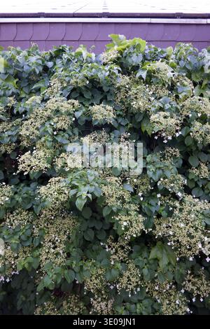 Façade greenery consisting of climbing hydrangea (Hydrangea petiolaris) and three-pointed maidenhair vine (Parthenocissus tricuspidata) Stock Photo