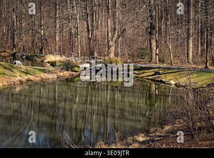 Majestic trees in a parklike setting Stock Photo