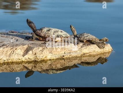 Two water turtles on the rock with sunlight Stock Photo