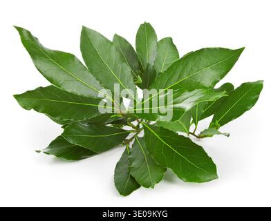 Laurel branches isolated on white Stock Photo