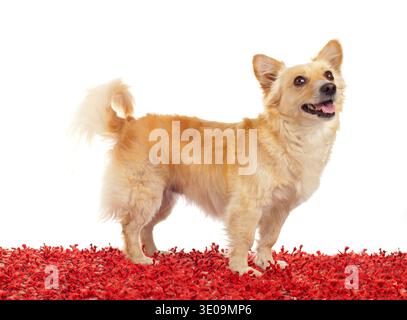 Spitz dog on red carpet and white background Stock Photo
