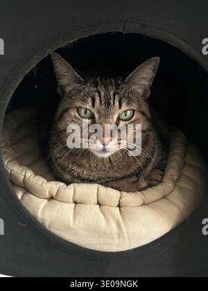 European shorthair tabby cat lying in its cozy covered pet bed, looking intensely Stock Photo