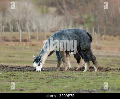 Breeding of alpacas in Tuscany for the production of wool. Stock Photo