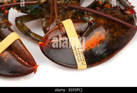 Claws of living lobster isolated on white background Stock Photo