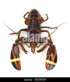 Living lobster isolated on white background Stock Photo