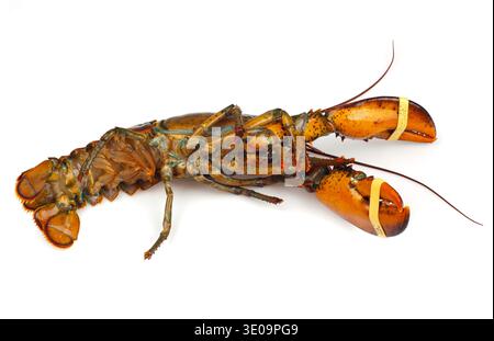 Living lobster isolated on white background Stock Photo
