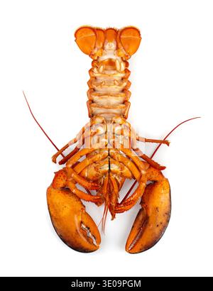 Red lobster isolated on white background Stock Photo