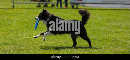 Border Collie dog palying with frisbee in outdoors park on green grass. Stock Photo