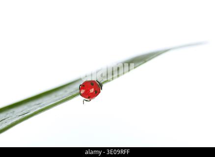 Ladybird on green leaf isolated on a white background Stock Photo