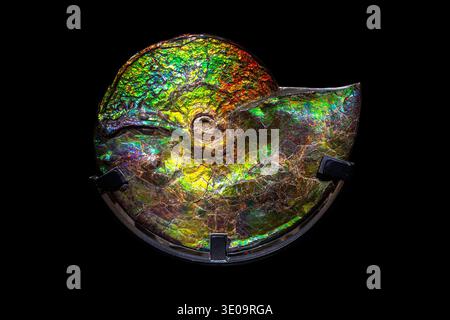 Iridescent ammonite fossil, Placenticeras meeki, covered in ammolite, isolated on a black background Stock Photo