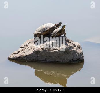 Two water turtles on the rock with sunlight Stock Photo