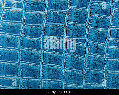 Abstract texture of synthetic leather, Blue crocodile background Stock Photo