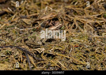 Southern Leopard Frog in grass. Wildlife conservation, habit loss and nature preservation concept. Stock Photo
