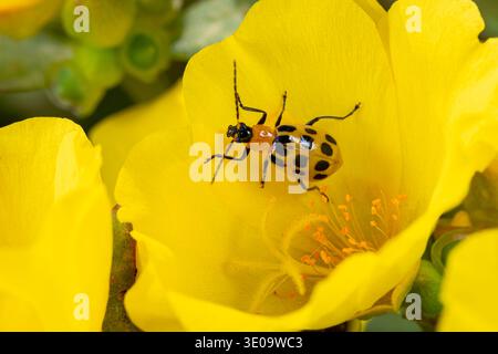 Closeup of spotted cucumber beetle, Southern rootworm beetle on portulaca flower. Insect identification, flower garden and nature concept. Stock Photo