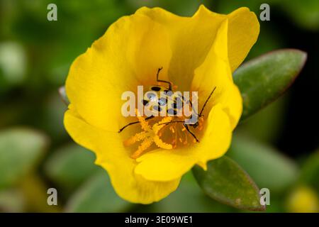 Closeup of spotted cucumber beetle, Southern rootworm beetle on portulaca flower. Insect identification, flower garden and nature concept. Stock Photo