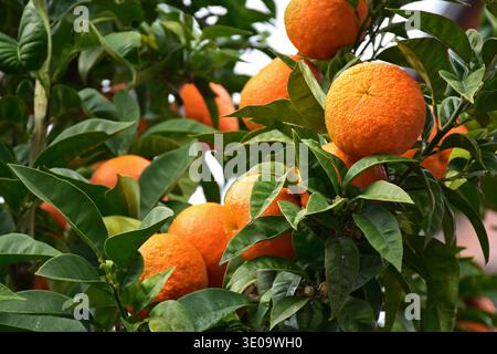 Ripe bitter oranges (Seville oranges, bitter orange) Citrus × aurantium, on a street tree in Italy Stock Photo