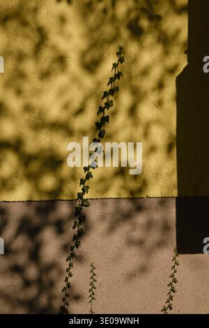 Play of light and shadow on a house facade, ivy tendrils, shadows from neighboring buildings and trees Stock Photo