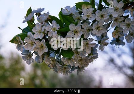 Blooming white cherry flowers of the sweet cherry (Prunus avium, wild cherry, gean, bird cherry).. Spring blossom. Stock Photo