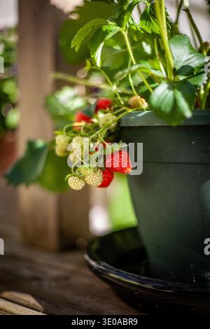 Strawberry plant growing in container with visible white flowers and developing green strawberries, capturing home garden fruit plant in early growth Stock Photo