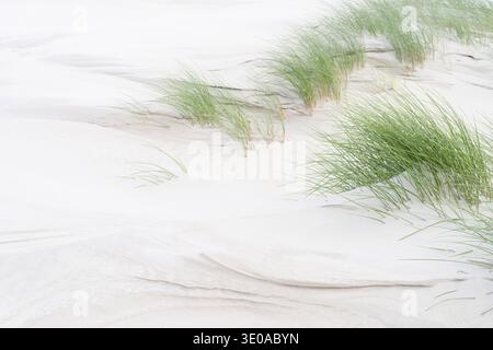 Structures formed by the wind on the beach, grasses looking out of the sand, Amrum Island, Schleswig-Holstein Wadden Sea National Park, Germany, Schle Stock Photo