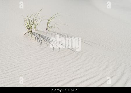 Structures formed by the wind on the beach, individual grasses peeking out of the sand, Amrum Island, Schleswig-Holstein Wadden Sea National Park, Ger Stock Photo
