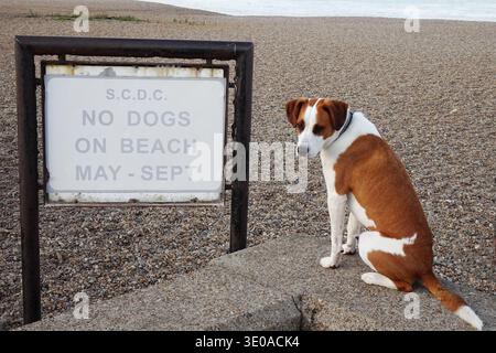 Brown and White Dog Sitting Beside "No Dogs On Beach May-Sept" Sign on Pebble Shore Stock Photo