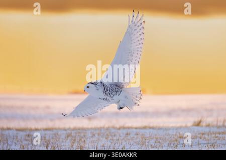 Hunting snowy owl / polar owl / Arctic owl (Bubo scandiacus) female met mouse prey in its talons flying over snow covered field at sunrise in winter Stock Photo