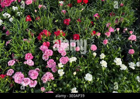 Carnation flowers. Beautiful carnation flowers growing in the garden. Perfect for floral and botanical themes. Springtime e gardening concept. Stock Photo