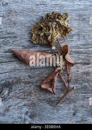 Hydrangea blossom, wilted Stock Photo