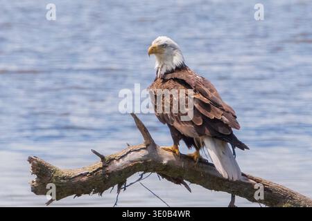 Close-up portrait of Bald Eagle perched on weathered fallen tree near water Stock Photo