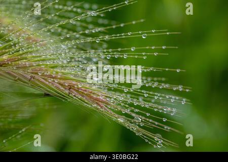 Small drops of morning dew on an ear of wheat with a blurred green background Stock Photo