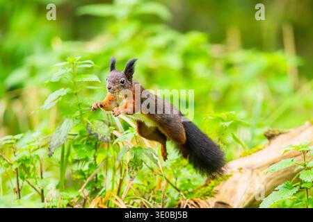 Red squirrel (Sciurus vulgaris) jumping in the air in a forest, Bavaria, Gernany, Europe Stock Photo