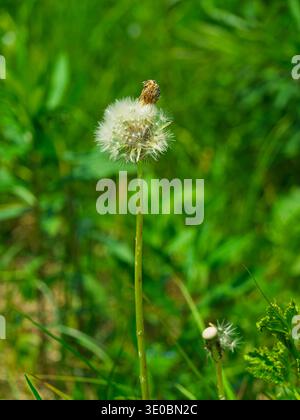 Dandelion (Taraxacum officinale) in its seed head stage, commonly known as a blowball, Quebec,Canada Stock Photo