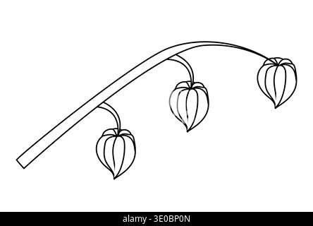 A physalis branch with three flowers in doodle style. Vector illustration isolated on a white background. Stock Vector