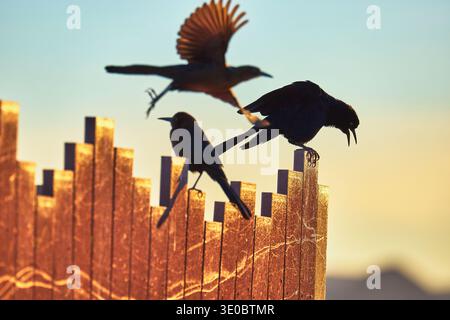 Grackles Perched on Sunlit Fence with Dramatic Sky and Mountains in Background Stock Photo