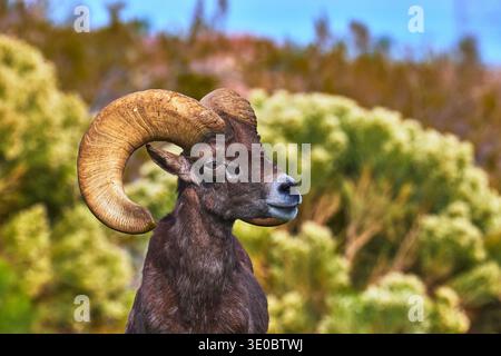 Bighorn Sheep Close Up with Curled Horns in Natural Habitat Nevada Stock Photo