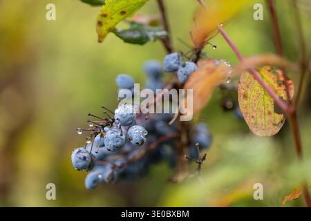 Raindrops on Blue Berries: A close-up capturing the beauty of nature's detail, with water droplets clinging to blue berries amongst vibrant foliage. Stock Photo