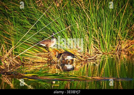 Geese Among Tall Reeds at Wetland Edge in Sunlight Reflections Wildlife Habitat Stock Photo