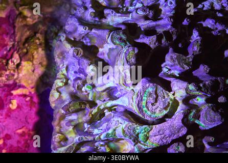 Fluorescent Cave Formations and Mineral Deposits Under Black Light Glow Stock Photo
