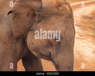 An elephant portrait with textured skin and calm expression beside ...