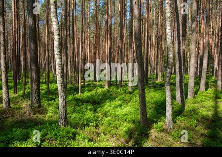 Looking into a dense pine tree forest and hundreds of straight tree trunks rising from bright green shrubs on the forest floor.  Kemeri National Park, Stock Photo