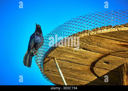 Grackle Perched on Rustic Wooden Structure with Wire Mesh Against Bright Blue Sky Stock Photo