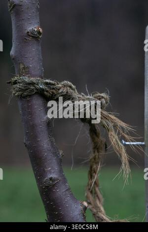 Frayed rope tied around a young tree trunk in a garden, close-up detail showing bark texture and weathered fibers. Stock Photo