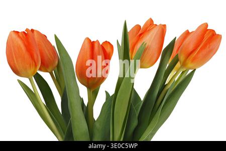 Bunch of orange tulip flowers isolated on white background Stock Photo