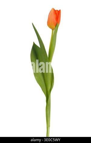 Single orange tulip flower isolated on white background Stock Photo
