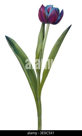 Single purple tulip flower isolated on white background Stock Photo