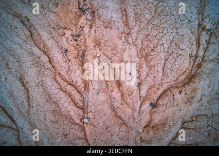 Textured Cracked Earth Surface with Erosion Patterns and Natural Branching Crevices Stock Photo
