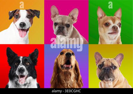 Cute dogs on colorful backgrounds. Collage of portraits Stock Photo